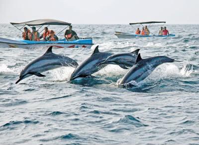 Spinner dolphins jumping near boats off the Kalpitiya coast