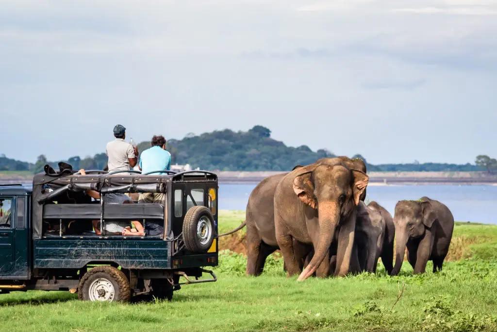 Elephant safari jeep tour in Wilpattu National Park, Sri Lanka