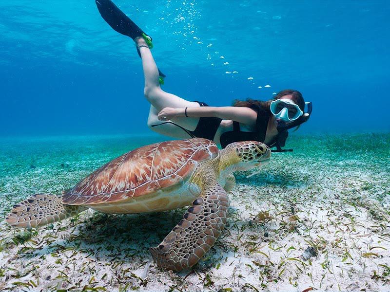 Snorkeling with a sea turtle near Kalpitiya, Sri Lanka